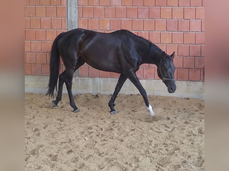 Cheval de sport irlandais Jument 13 Ans 165 cm Noir in Blomberg