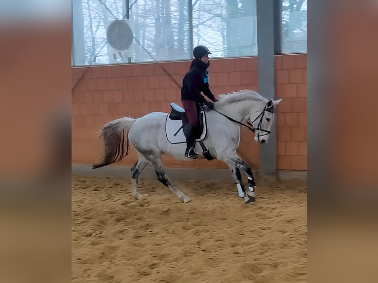 Cheval de sport irlandais Jument 13 Ans 167 cm Gris pommelé in Lage