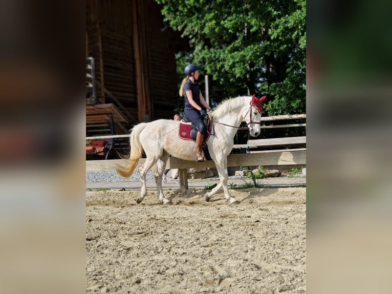 Cheval de sport irlandais Jument 13 Ans 168 cm Gris moucheté in Grattersdorf