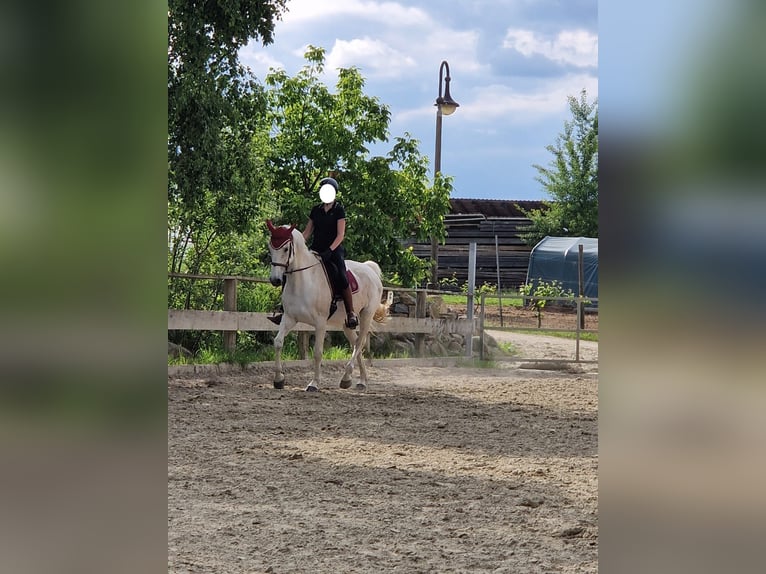 Cheval de sport irlandais Jument 13 Ans 168 cm Gris moucheté in Grattersdorf