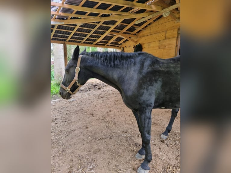Cheval de sport irlandais Croisé Jument 13 Ans 168 cm Noir in Eltville am Rhein