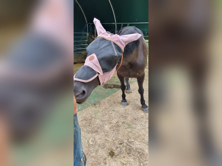 Cheval de sport irlandais Croisé Jument 13 Ans 168 cm Noir in Eltville am Rhein