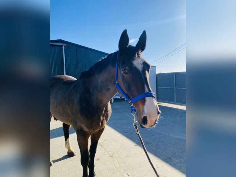 Cheval de sport irlandais Jument 13 Ans 175 cm Bai cerise in Sligo