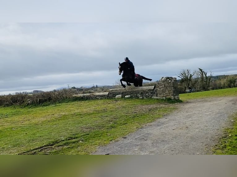 Cheval de sport irlandais Jument 13 Ans 175 cm Bai cerise in Sligo