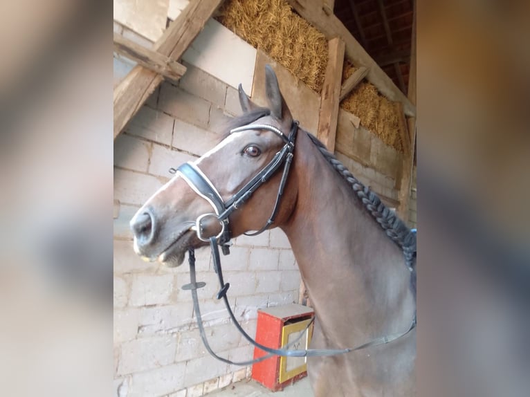 Cheval de sport irlandais Jument 14 Ans 160 cm Bai in Ebsdorfergrund