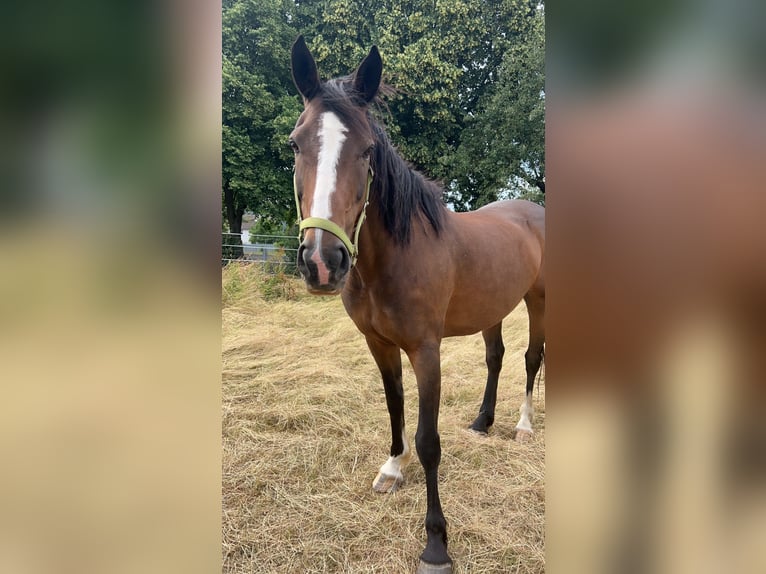 Cheval de sport irlandais Jument 14 Ans 160 cm Bai in Ebsdorfergrund