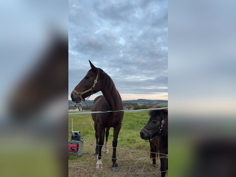 Cheval de sport irlandais Jument 14 Ans 160 cm Bai in Ebsdorfergrund