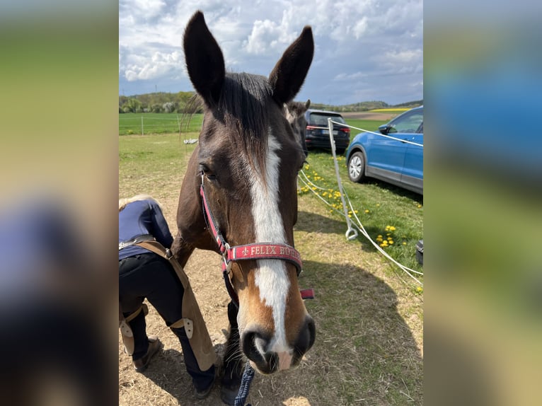 Cheval de sport irlandais Jument 14 Ans 160 cm  in Ebsdorfergrund