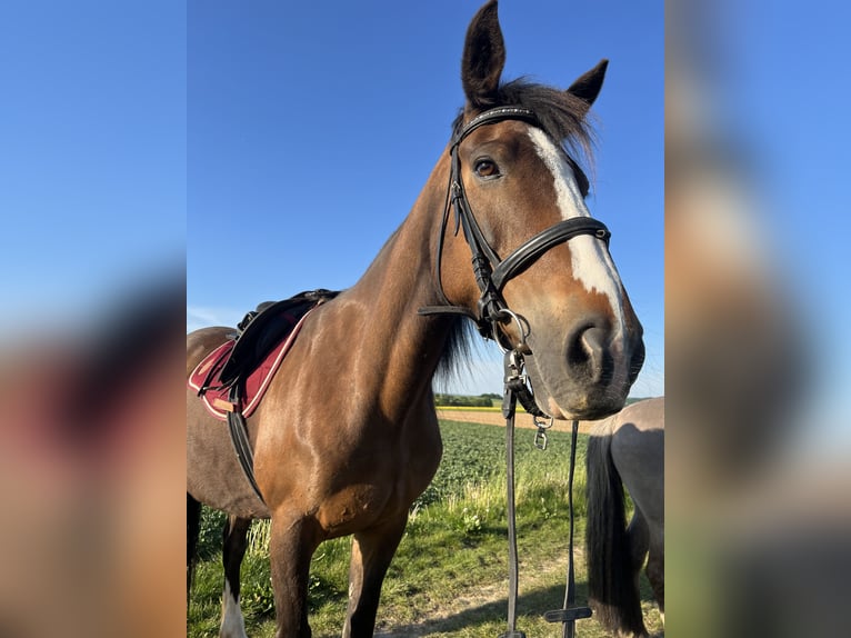 Cheval de sport irlandais Jument 14 Ans 160 cm  in Ebsdorfergrund