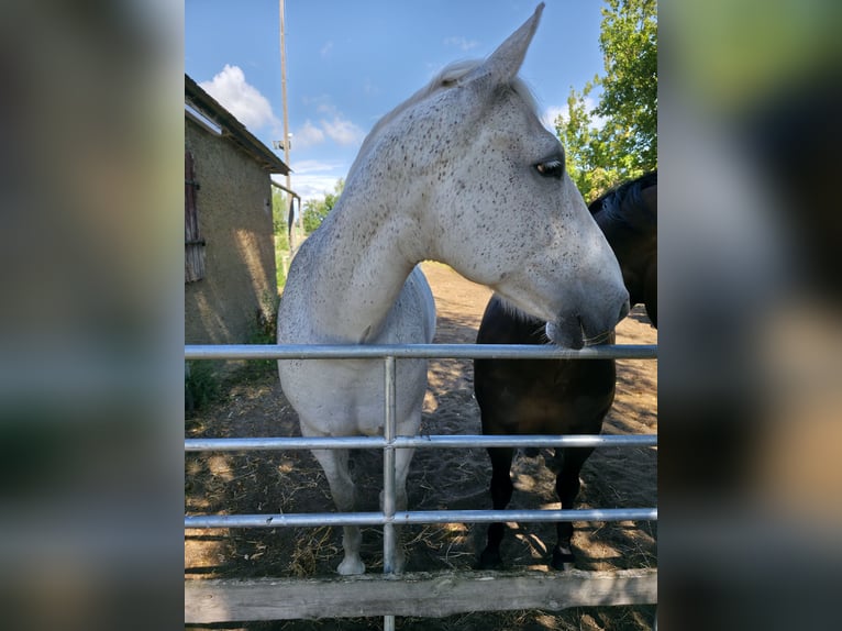 Cheval de sport irlandais Jument 14 Ans 162 cm Rouan bleu in Oebisfelde-Lockstedt Cheval de sport irlandais Jument 14 Ans 162 cm Rouan bleu in Oebisfelde-Lockstedt