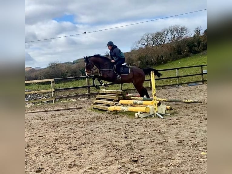 Cheval de sport irlandais Jument 14 Ans 175 cm Bai cerise in Sligo
