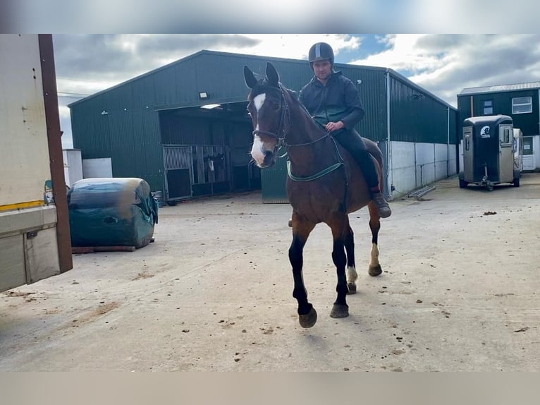 Cheval de sport irlandais Jument 14 Ans 175 cm Bai cerise in Sligo