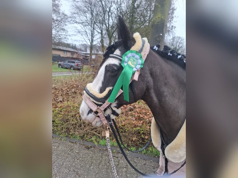 Cheval de sport irlandais Croisé Jument 15 Ans 148 cm Bai brun foncé in Hückelhoven
