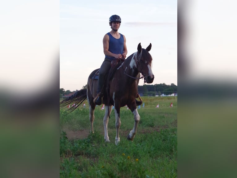 Cheval de sport irlandais Jument 15 Ans 153 cm in Ribbesbüttel