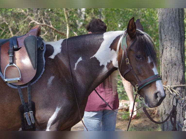 Cheval de sport irlandais Jument 15 Ans 153 cm in Ribbesbüttel