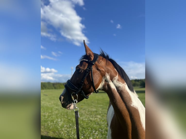 Cheval de sport irlandais Jument 15 Ans 157 cm Pinto in Heide