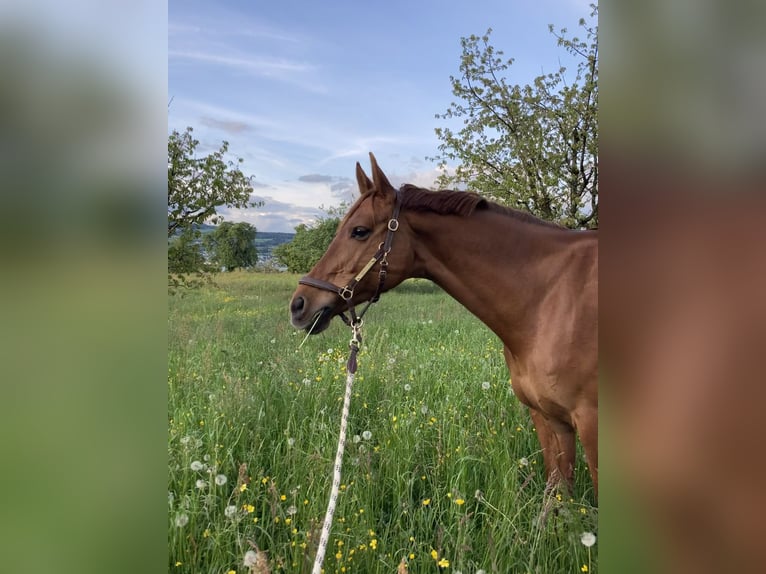 Cheval de sport irlandais Jument 15 Ans 160 cm Alezan in Horgen