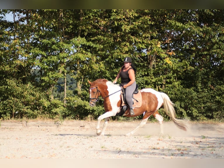 Cheval de sport irlandais Jument 15 Ans 165 cm Pinto in Peine Cheval de sport irlandais Jument 15 Ans 165 cm Pinto in Peine