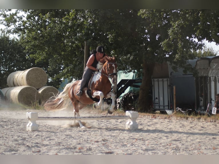 Cheval de sport irlandais Jument 15 Ans 165 cm Pinto in Peine Cheval de sport irlandais Jument 15 Ans 165 cm Pinto in Peine