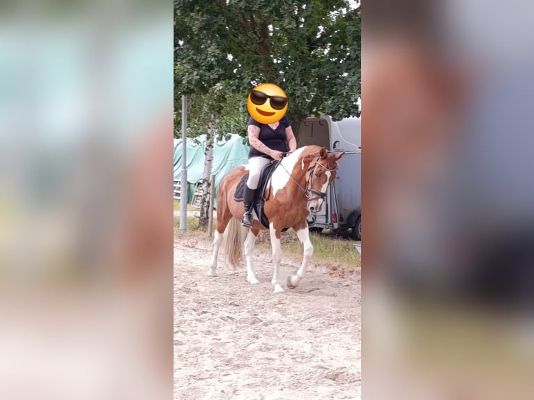 Cheval de sport irlandais Jument 15 Ans 165 cm Pinto in Peine Cheval de sport irlandais Jument 15 Ans 165 cm Pinto in Peine