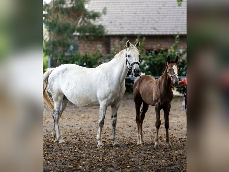 Cheval de sport irlandais Jument 15 Ans 167 cm Gris in Mönchengladbach