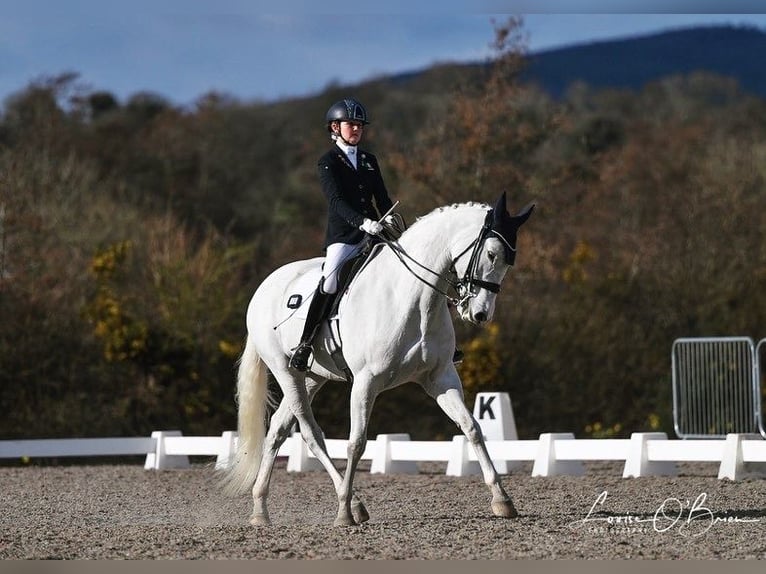 Cheval de sport irlandais Jument 15 Ans 168 cm Gris in Carlow