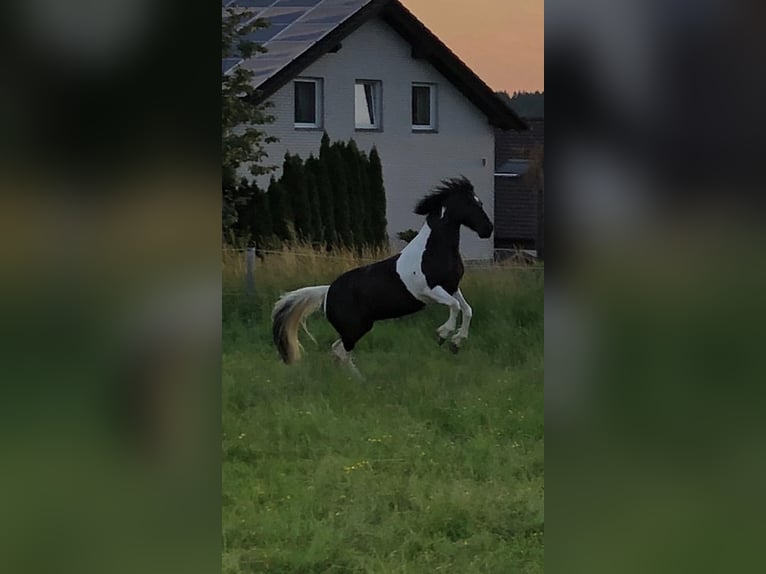 Cheval de sport irlandais Jument 16 Ans 143 cm Pinto in Adelsheim
