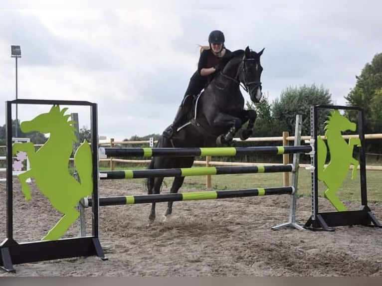 Cheval de sport irlandais Jument 16 Ans 152 cm Noir in Zuienkerke