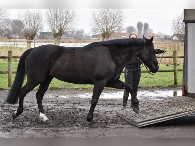 Cheval de sport irlandais Jument 16 Ans 152 cm Noir in Zuienkerke