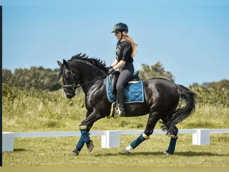 Cheval de sport irlandais Jument 16 Ans 152 cm Noir in Zuienkerke