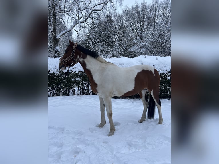 Cheval de sport irlandais Jument 16 Ans 157 cm Pinto in Heide