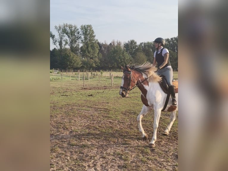 Cheval de sport irlandais Jument 16 Ans 160 cm Pinto in Koersel