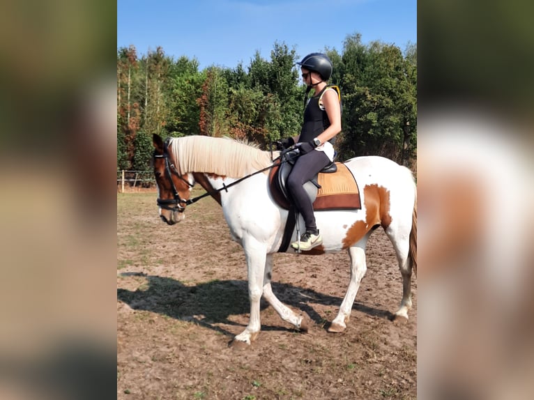 Cheval de sport irlandais Jument 16 Ans 160 cm Pinto in Koersel