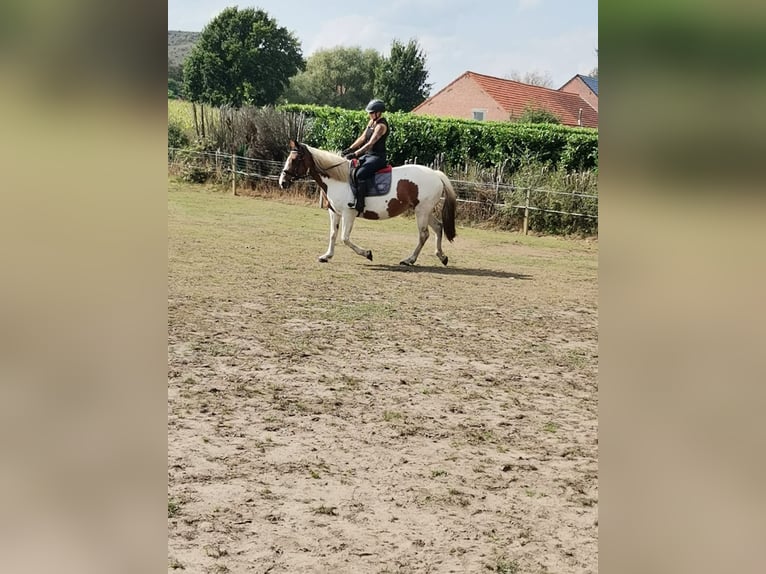 Cheval de sport irlandais Jument 16 Ans 160 cm Pinto in Koersel