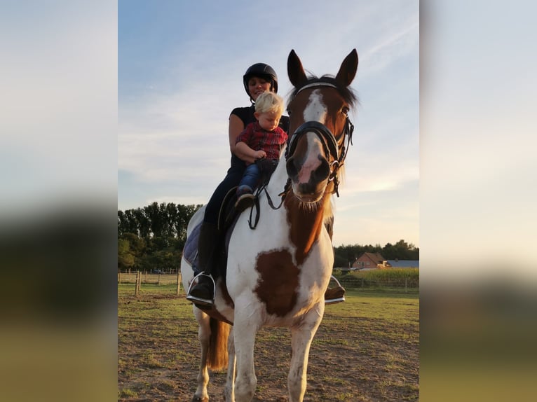 Cheval de sport irlandais Jument 16 Ans 160 cm Pinto in Koersel