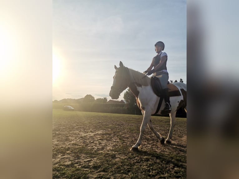 Cheval de sport irlandais Jument 16 Ans 160 cm Pinto in Koersel