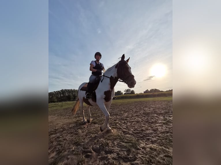 Cheval de sport irlandais Jument 16 Ans 160 cm Pinto in Koersel