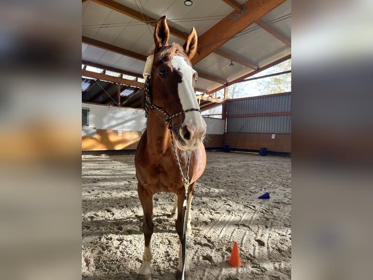 Cheval de sport irlandais Jument 17 Ans 165 cm Alezan in Schwaigern