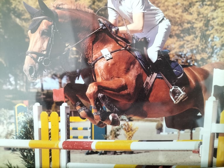 Cheval de sport irlandais Jument 18 Ans 167 cm Alezan in Kamp-Lintfort
