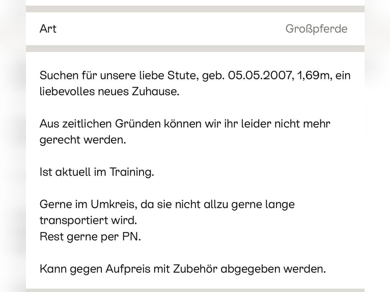 Cheval de sport irlandais Jument 18 Ans 169 cm Gris in Remscheid