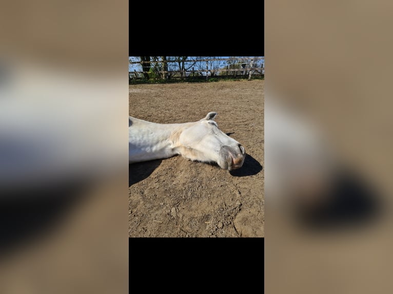 Cheval de sport irlandais Jument 19 Ans 160 cm Gris in Alfhausen