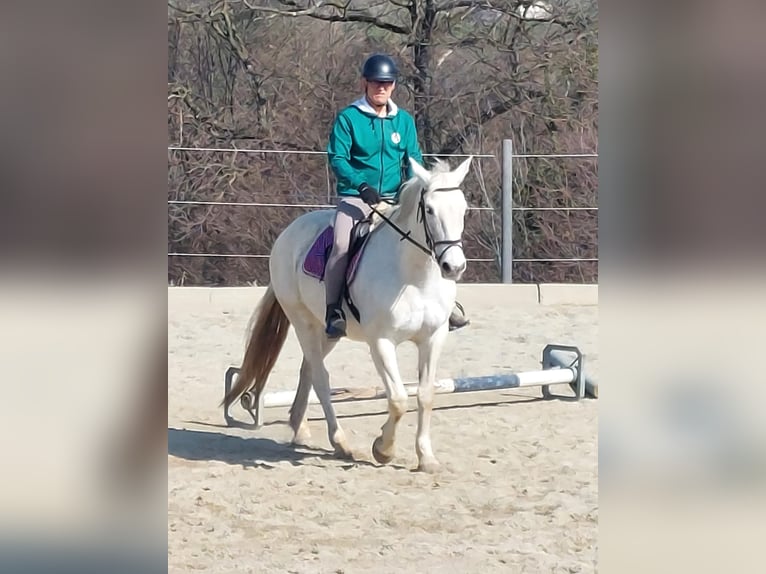 Cheval de sport irlandais Jument 19 Ans Gris in Pöllau