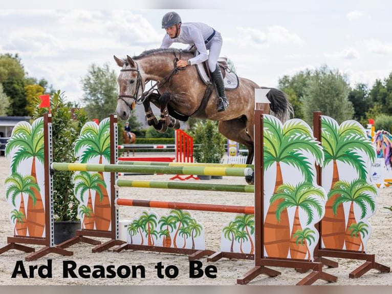 Cheval de sport irlandais Jument 1 Année 166 cm Bai cerise in Clonmellon