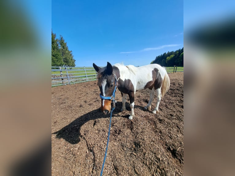 Cheval de sport irlandais Croisé Jument 2 Ans 135 cm Pinto in Legau