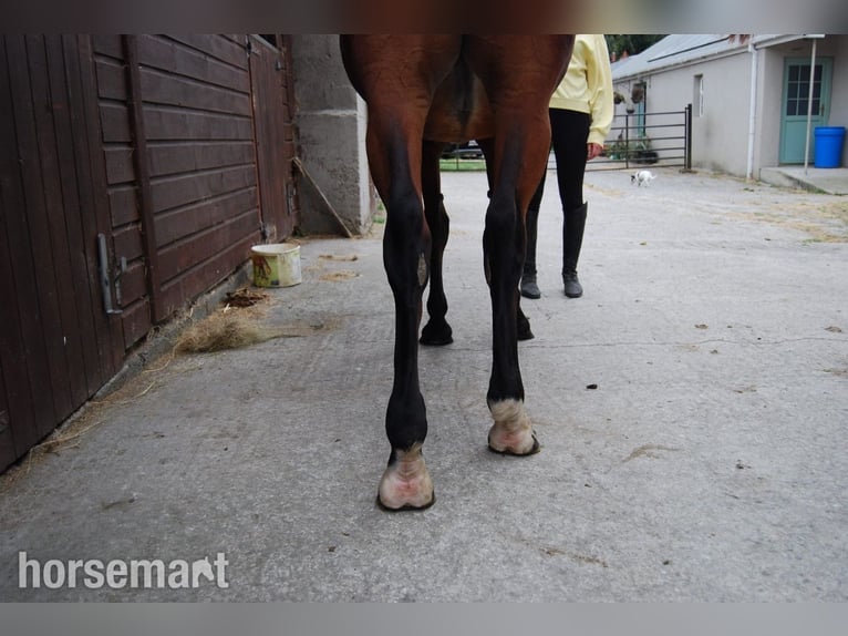 Cheval de sport irlandais Jument 2 Ans 147 cm Bai cerise in Dublin