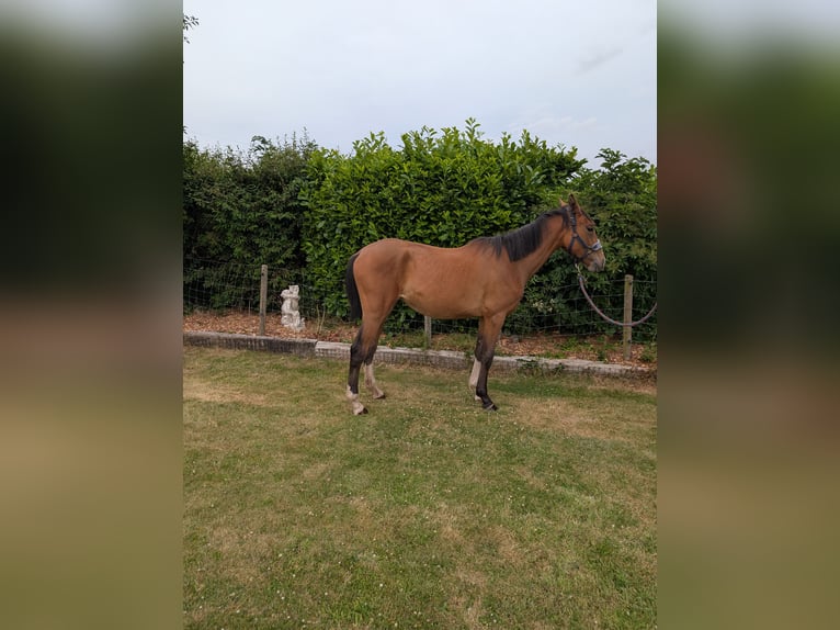 Cheval de sport irlandais Croisé Jument 2 Ans 163 cm Bai cerise in Newark