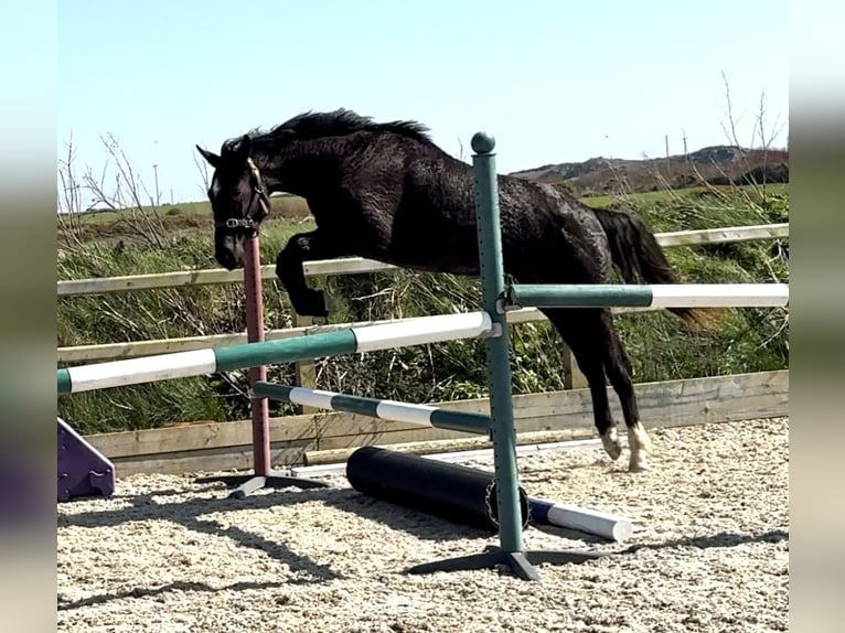 Cheval de sport irlandais Jument 2 Ans 168 cm Noir in Pembrokeshire