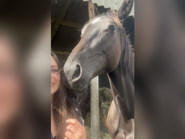 Cheval de sport irlandais Jument 2 Ans 168 cm Noir in Pembrokeshire