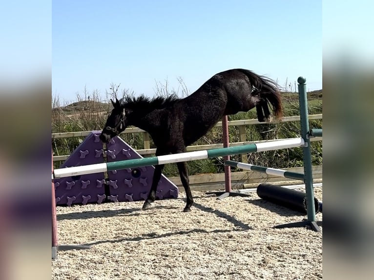 Cheval de sport irlandais Jument 2 Ans 168 cm Noir in Pembrokeshire