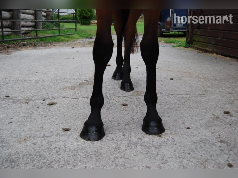 Cheval de sport irlandais Jument 3 Ans 152 cm Bai cerise in Dublin